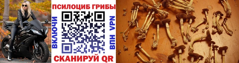 Купить закладки  Ревда  Псилоцибиновые грибы Magic Shrooms 